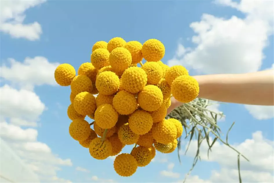 Craspedia globosa 'Golf Beauty® Improved