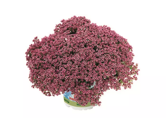 Crassula schmidtii