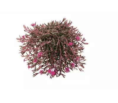 Delosperma Desert Dancer Purple'