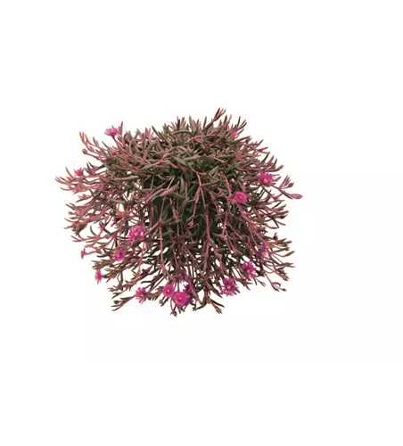 Delosperma Desert Dancer Purple'