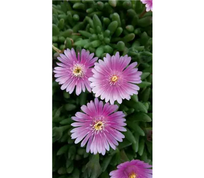 Delosperma Lido 'Pink'
