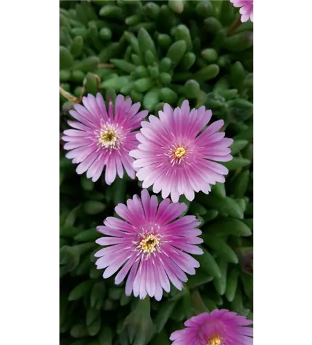 Delosperma Lido 'Pink'
