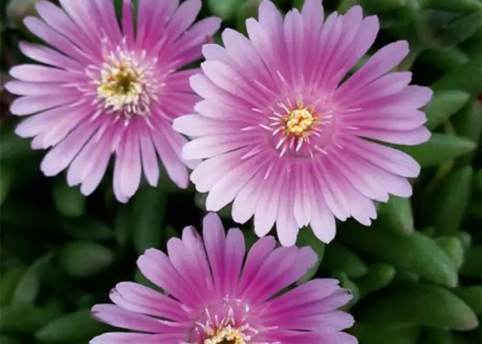 Delosperma Lido 'Pink'