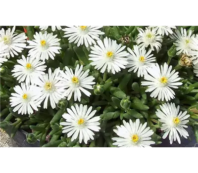 Delosperma Lido 'White'