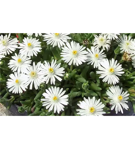 Delosperma Lido 'White'