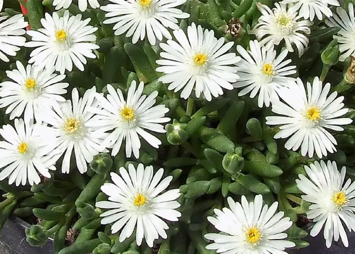 Delosperma Lido 'White'