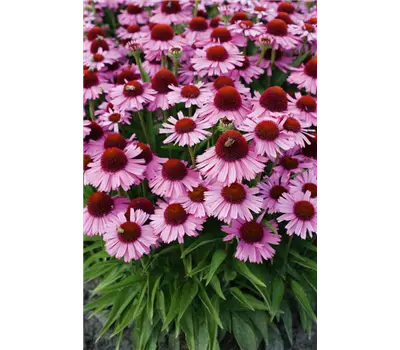 Echinacea 'Catch me Purple'