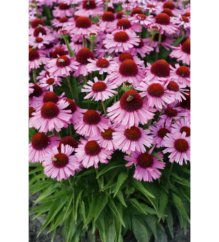 Echinacea 'Catch me Purple'
