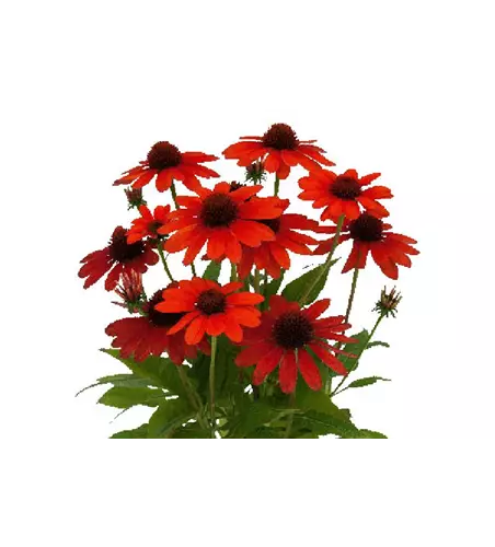 Echinacea purpurea 'Electric Orange'