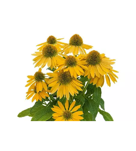 Echinacea Sunmagic 'Yellow'