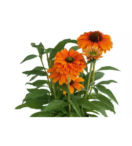 Echinacea Sunseekers™ 'Mineola'