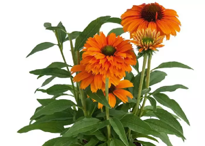 Echinacea Sunseekers™ 'Mineola'
