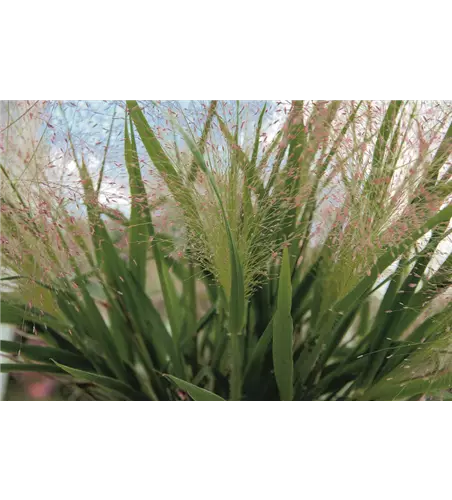 Eragrostis spectabilis 'Purple Love' 