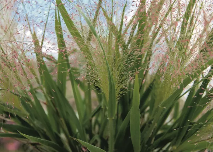 Eragrostis spectabilis 'Purple Love' 