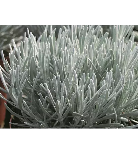 Helichrysum thianshanicum 'Weißes Wunder