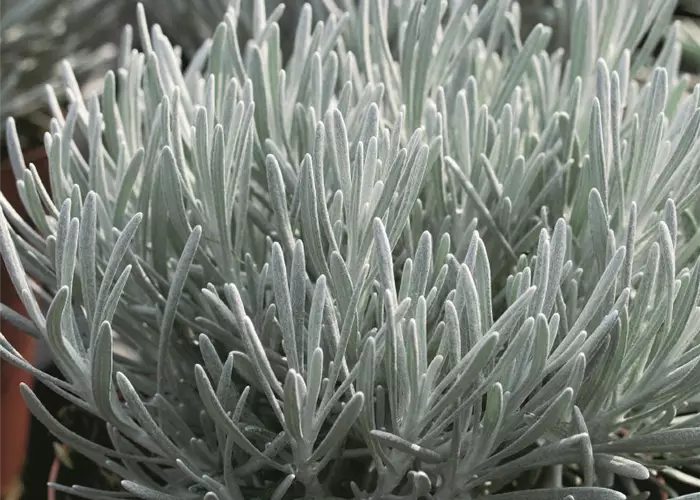Helichrysum thianshanicum 'Weißes Wunder