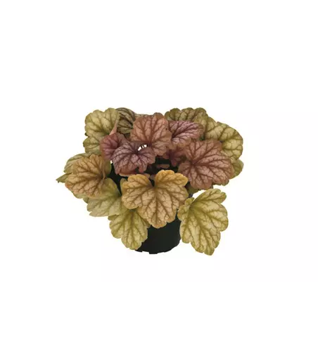 Heuchera 'Champagne'