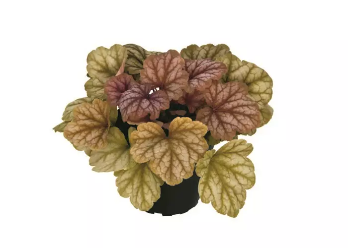 Heuchera 'Champagne'