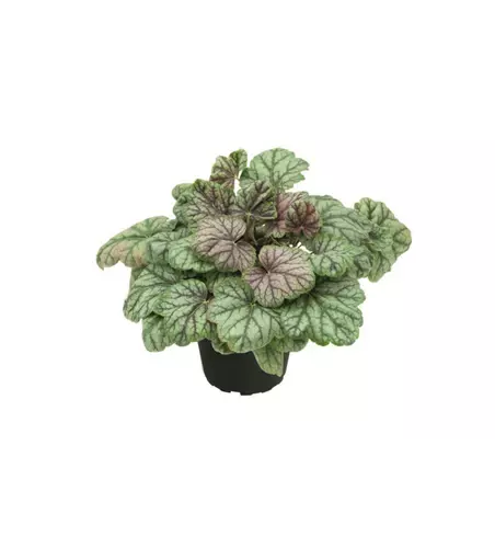 Heuchera 'Green Spice'