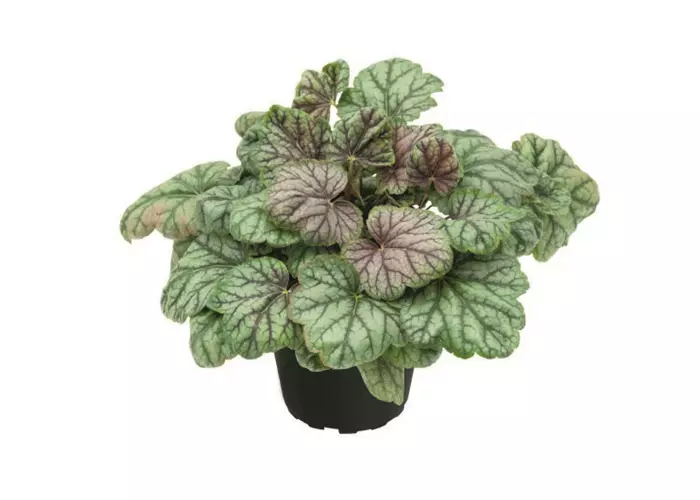 Heuchera 'Green Spice'