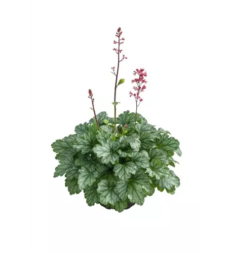 Heuchera 'Paris'