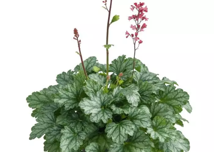 Heuchera 'Paris'