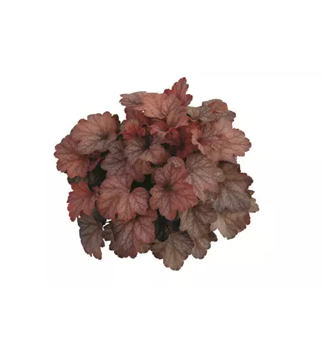 Heuchera 'Sweet Princess'