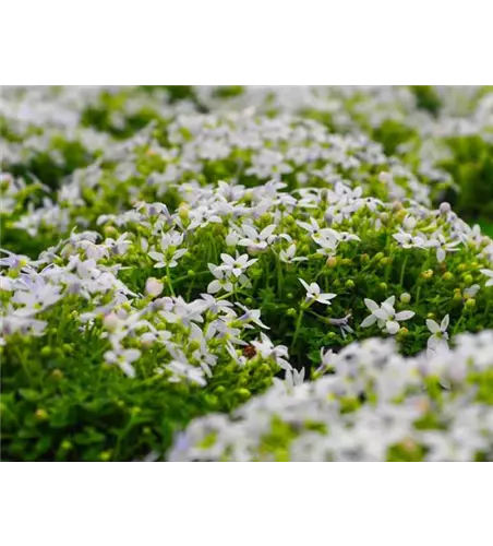 Isotoma axillaris 'Combo It® White Stars