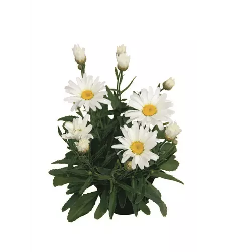 Leucanthemum x superbum 'Daisy May'