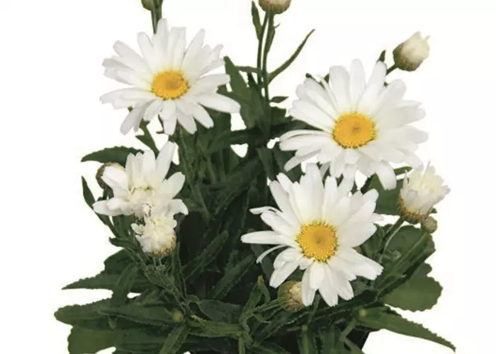 Leucanthemum x superbum 'Daisy May'
