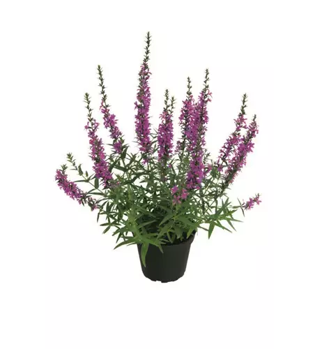 Lythrum salicaria 'Pink Promenade'