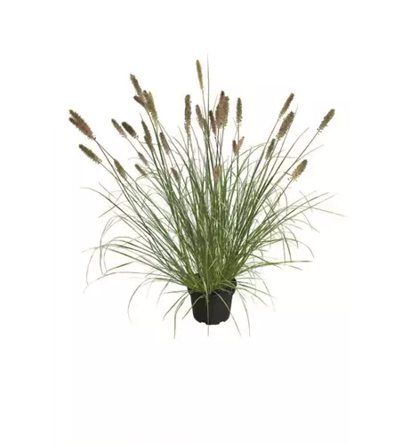 Pennisetum alopecuroides 'Praline'