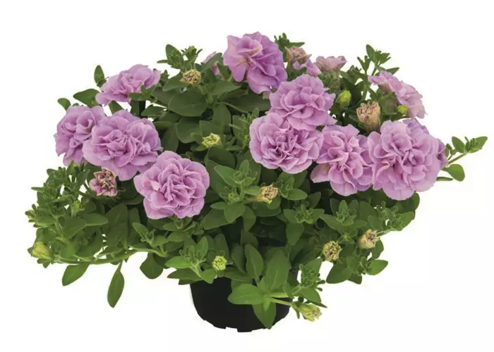 Petunia 'Sugar Candy'