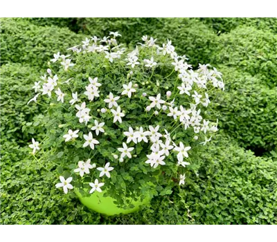 Pratia pedunculata 'Combo It White Star'