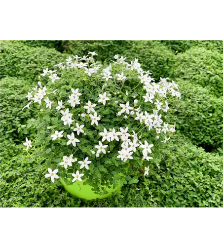 Pratia pedunculata 'Combo It White Star'