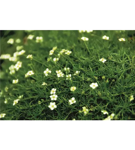 Sagina subulata 'Irish Moos'