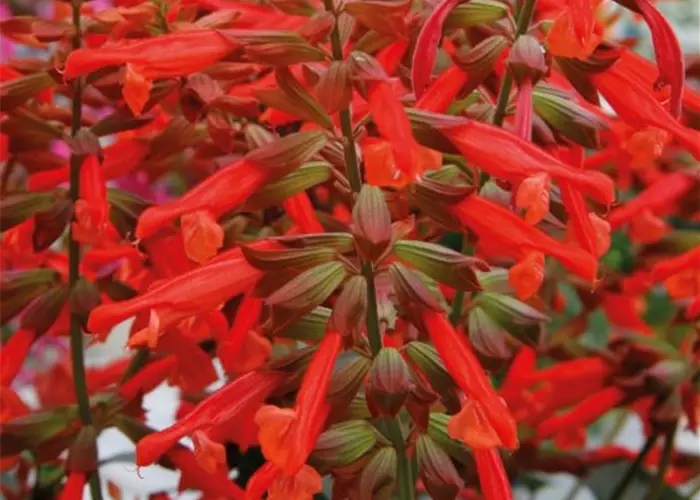 Salvia 'Salmia Orange'