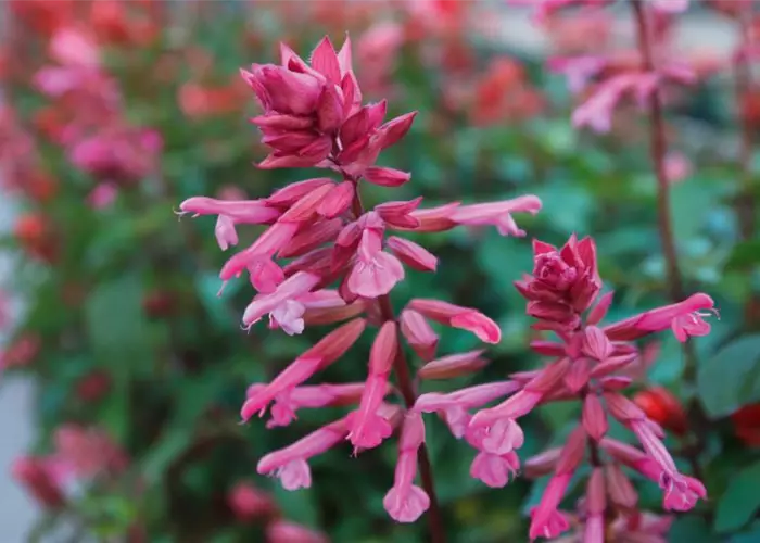 Salvia 'Salmia Pink'