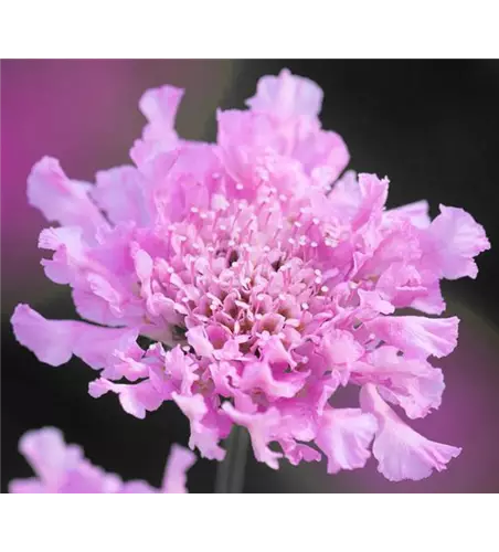 Scabiosa 'KUDO Pink' 