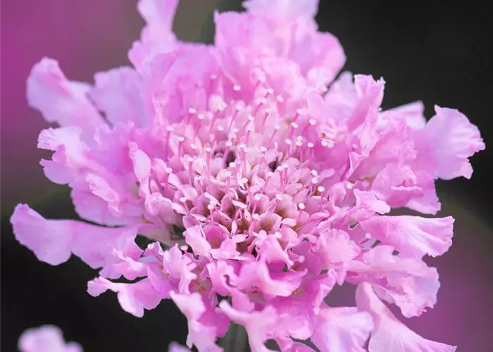 Scabiosa 'KUDO Pink' 