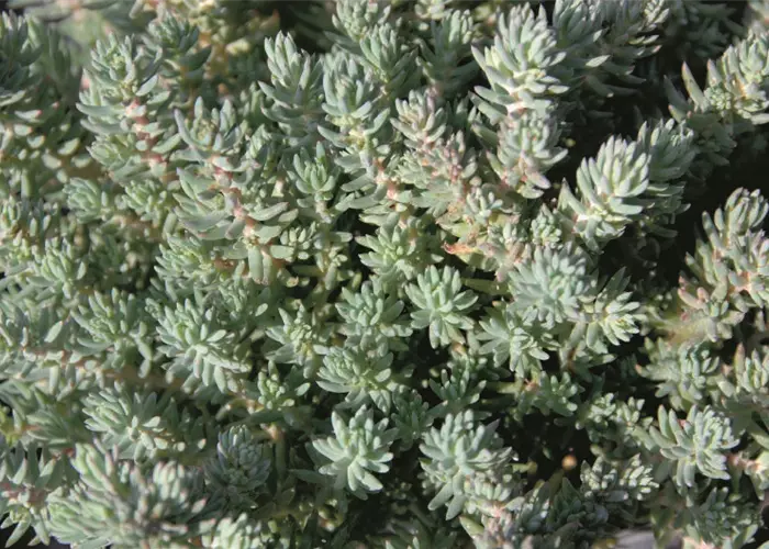 Sedum 'Blue Cushion'