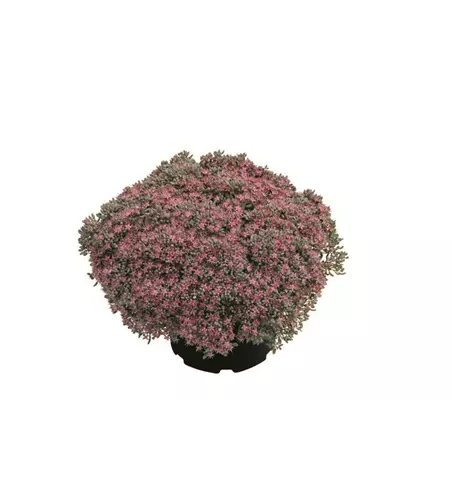 Sedum 'Painted Pebble'