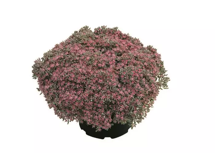 Sedum 'Painted Pebble'