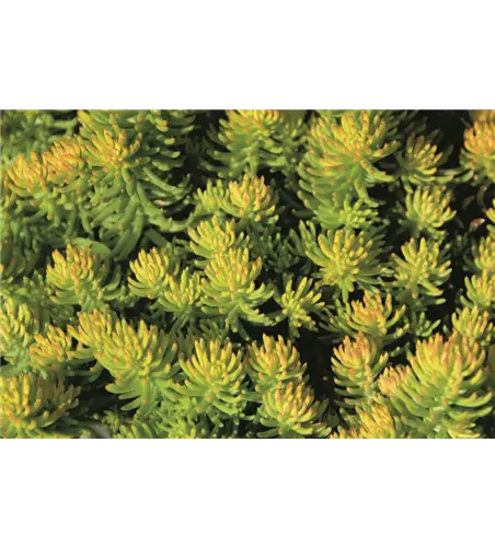 Sedum 'Yellow Cushion'