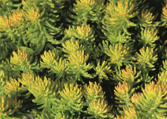 Sedum 'Yellow Cushion'