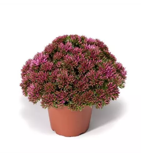 Sedum spurium 'Spot On™ Pink'