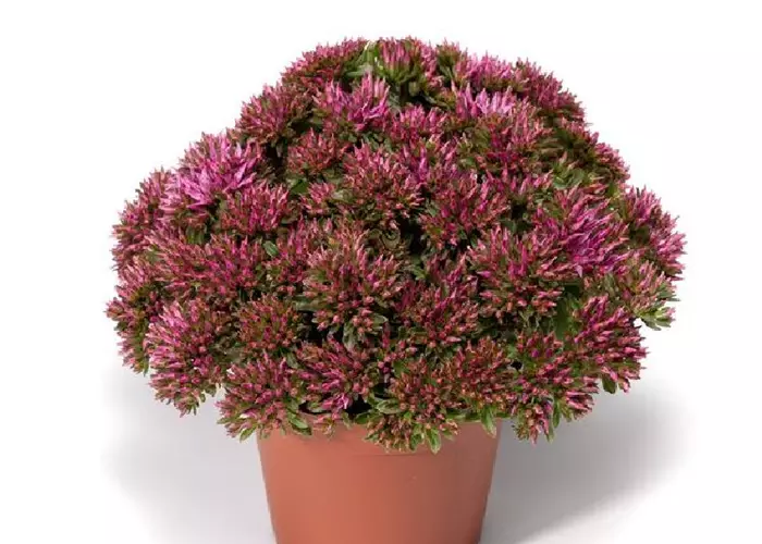 Sedum spurium 'Spot On™ Pink'