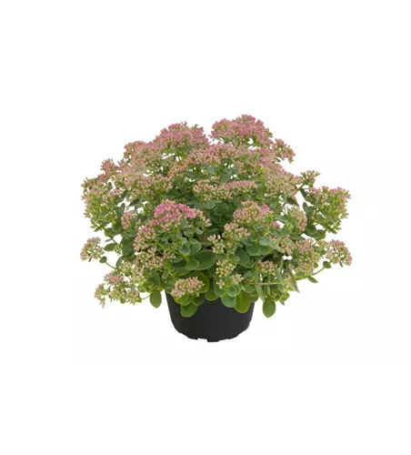 Sedum Sunsparkler® 'Lime Zinger'