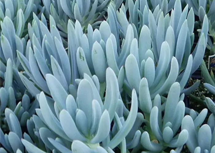 Senecio serpens 'Blue