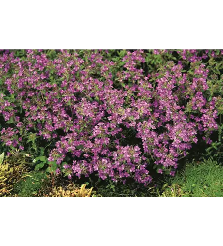 Thymus serpyllum 'Purple Beauty' 